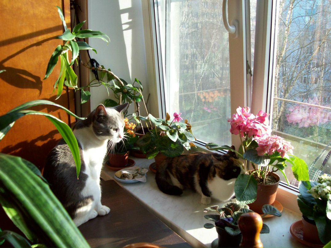 Галина Столярова Петровна | Санкт-Петербург