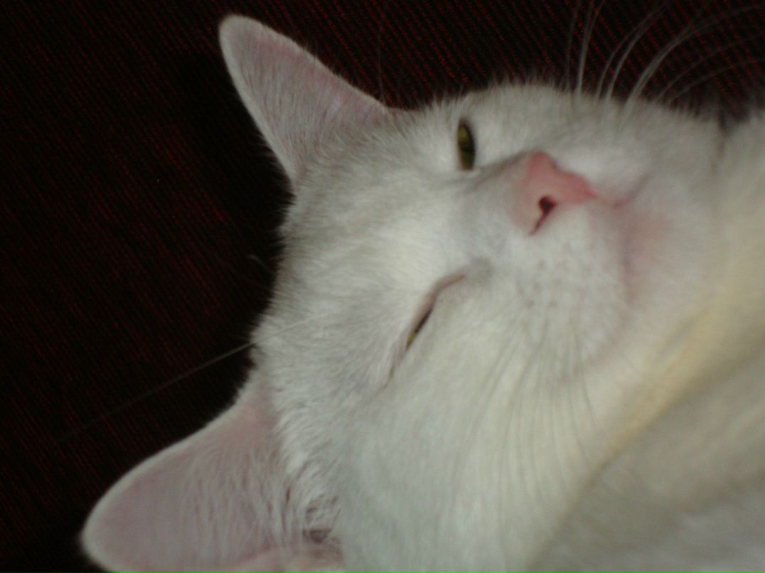 Светлана Кирусова | Великий Новгород