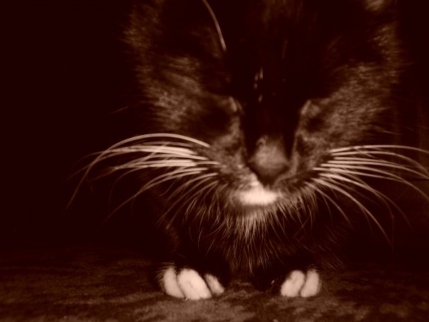 №33, Екатерина Лейнеман, Санкт-Петербург, Россия №33, Екатерина Лейнеман, Санкт-Петербург, Россия