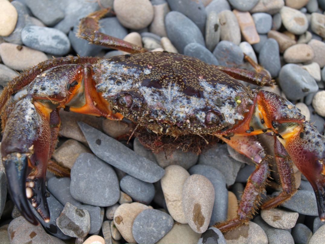 Андрей Шурыгин | Гагарин