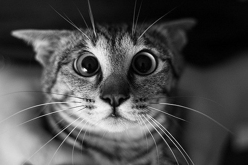 Евгений Королев | Москва