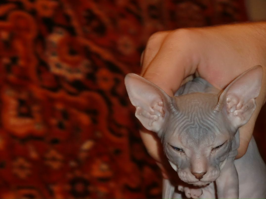 Алиса Отто | Челябинск