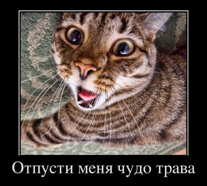 Дмитрий Поздеев | Можга