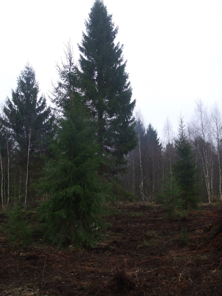 Михаил Андриенко | Санкт-Петербург