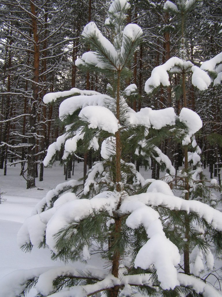 Алексей Друзин | Алатырь
