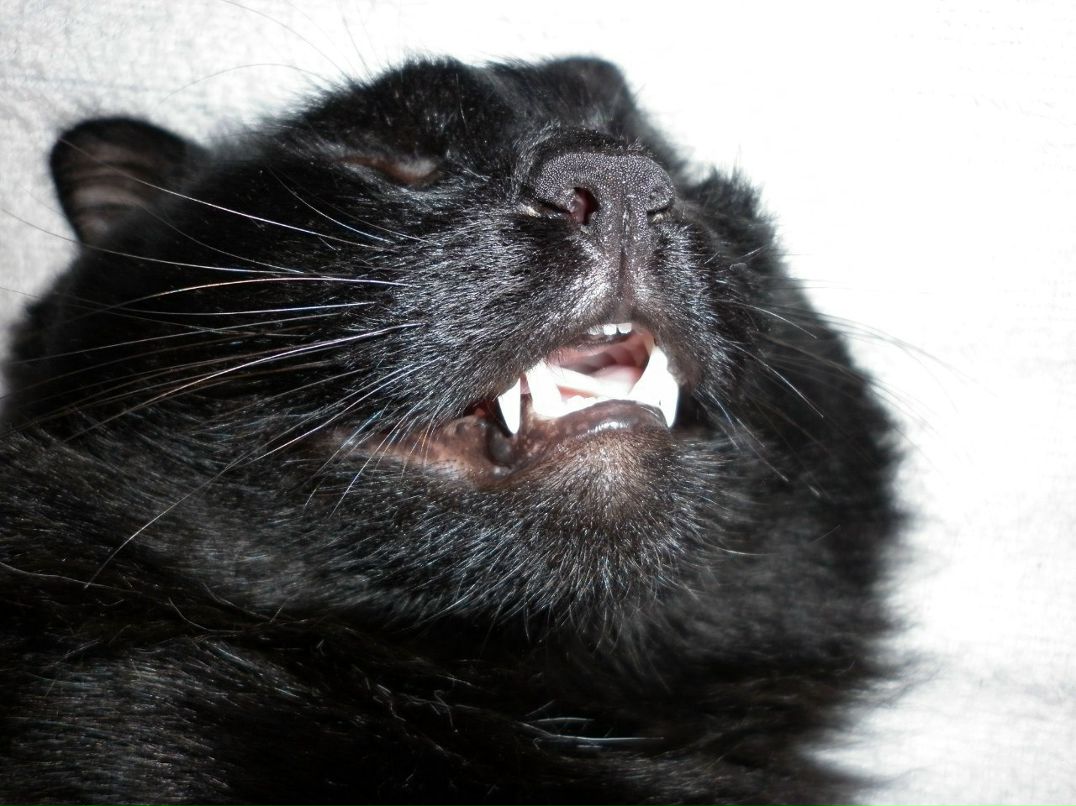 Алёна Холмогорова | Санкт-Петербург