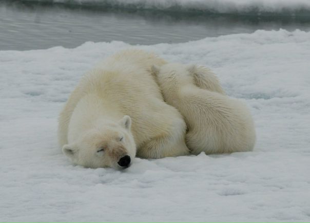 №5, Вячеслав Милхен №5, Вячеслав Милхен