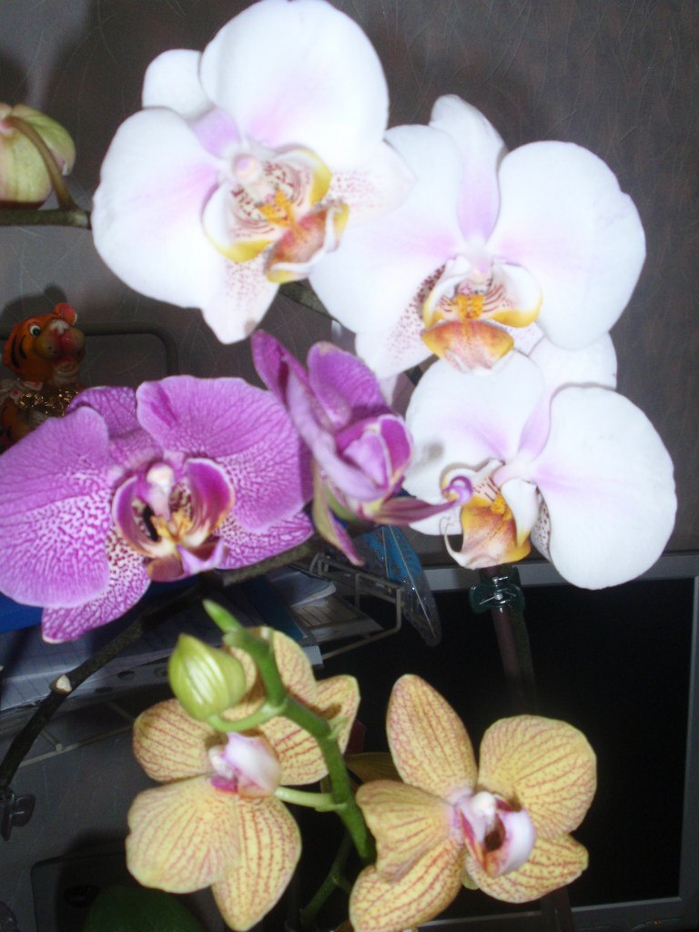 Ирина Грицаева | Днепр (Днепропетровск)