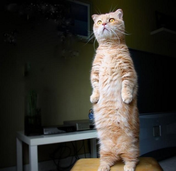 №64, Русик Половец №64, Русик Половец