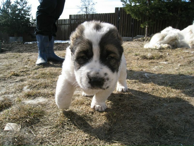 №10, Иван Ходюк, 40 лет, Boston №10, Иван Ходюк, 40 лет, Boston