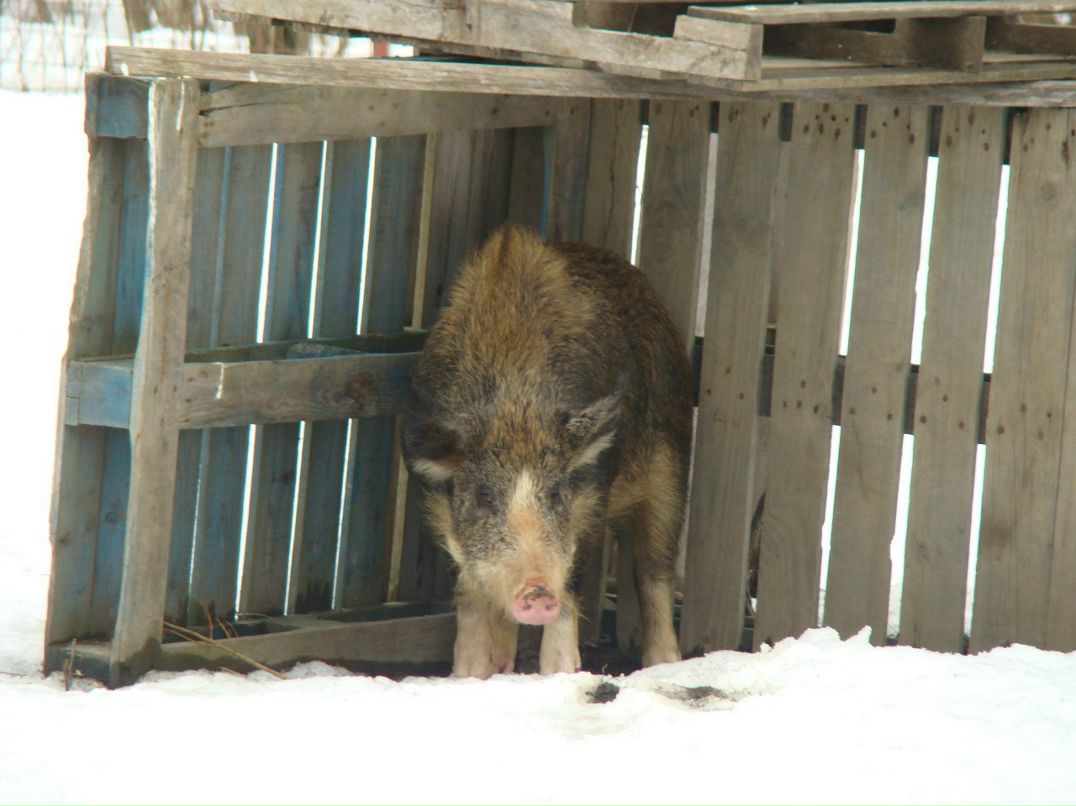 Volk Volkodav | Санкт-Петербург