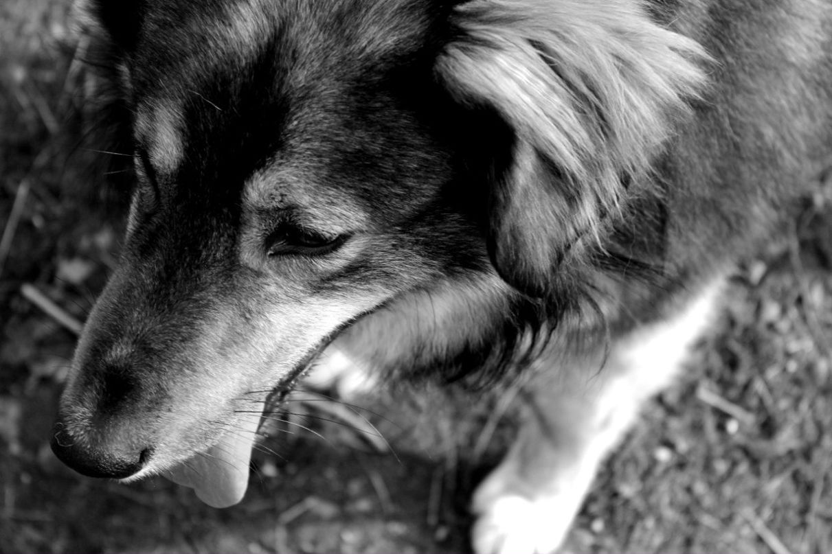 Ярослава Старостина КошкаВаська | Щелково