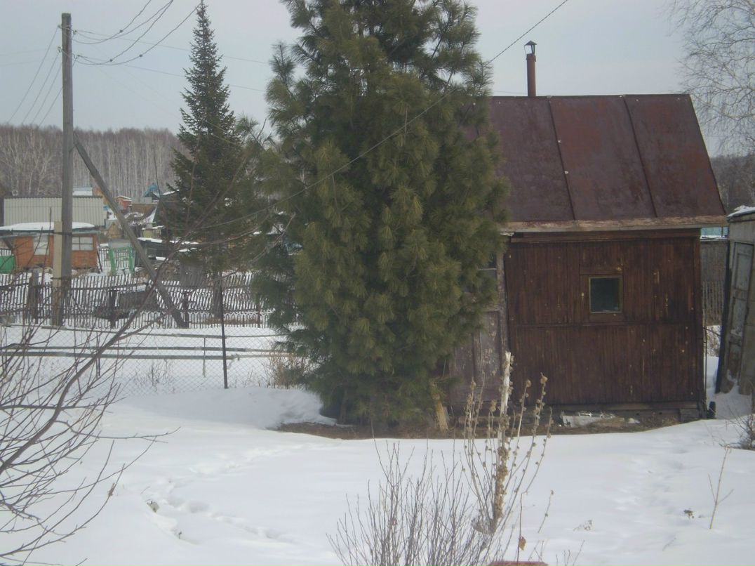 Марина Янова | Новосибирск