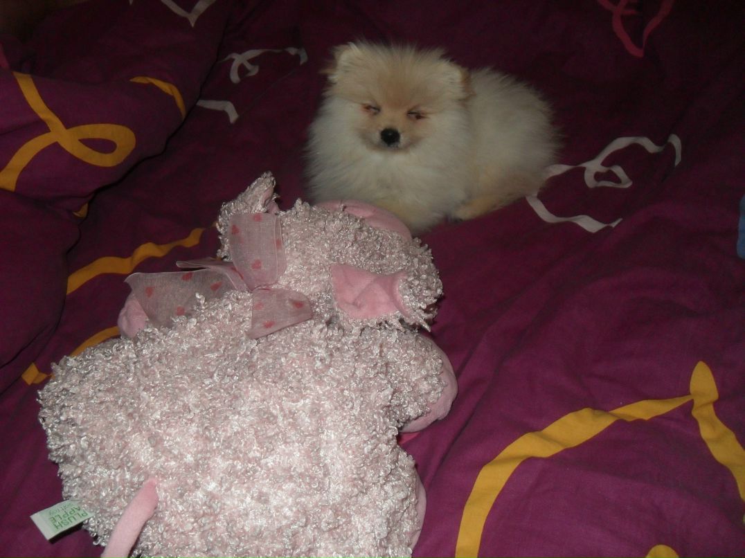 Макс Данилофф 8 Безумный койот 8 | Зеленоград