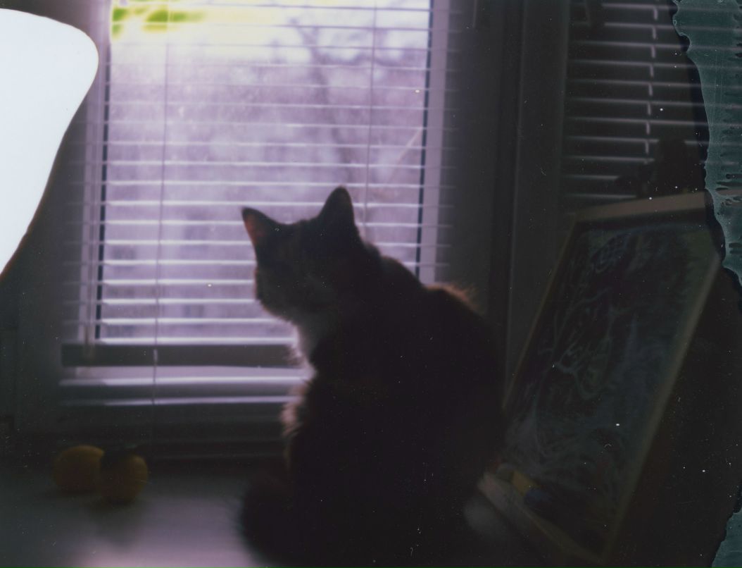 Анастасия Шевела | 