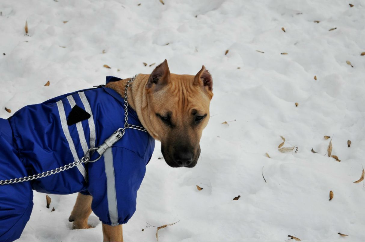 Николай Войцеховский | Кривой Рог