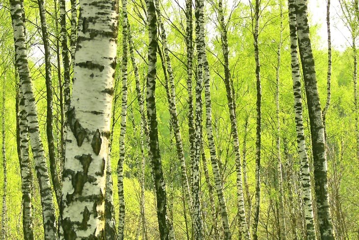 Дарья Крутикова | 