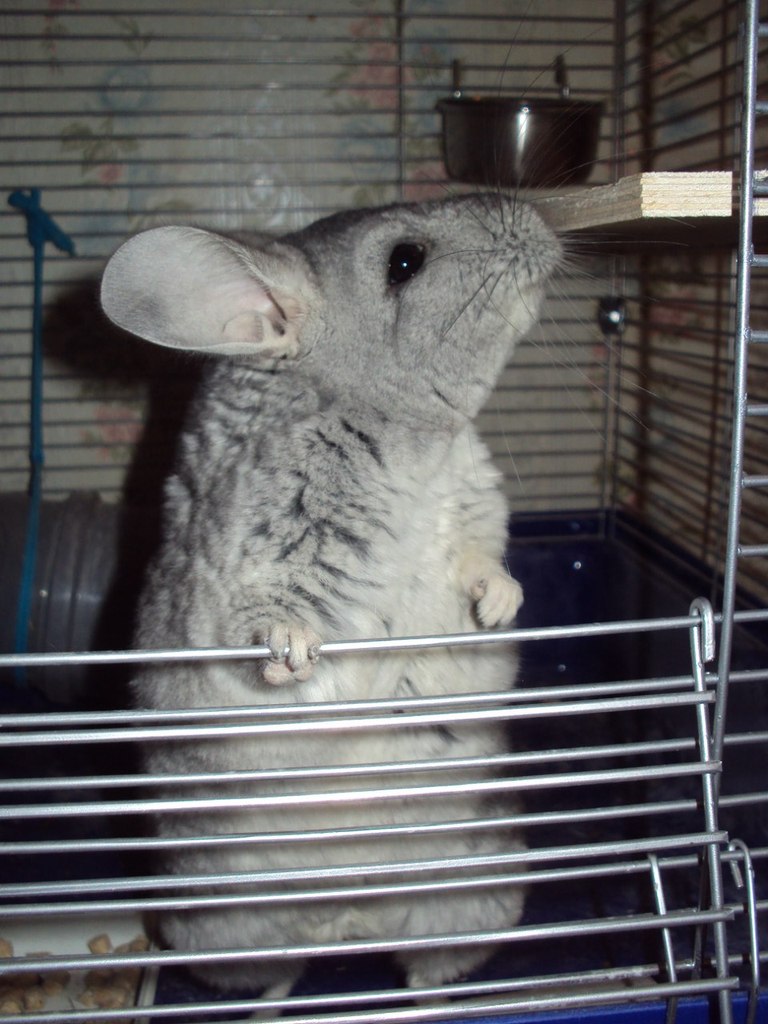 Александра Чайка _ღஐSaShutஐღ_ | Смоленск