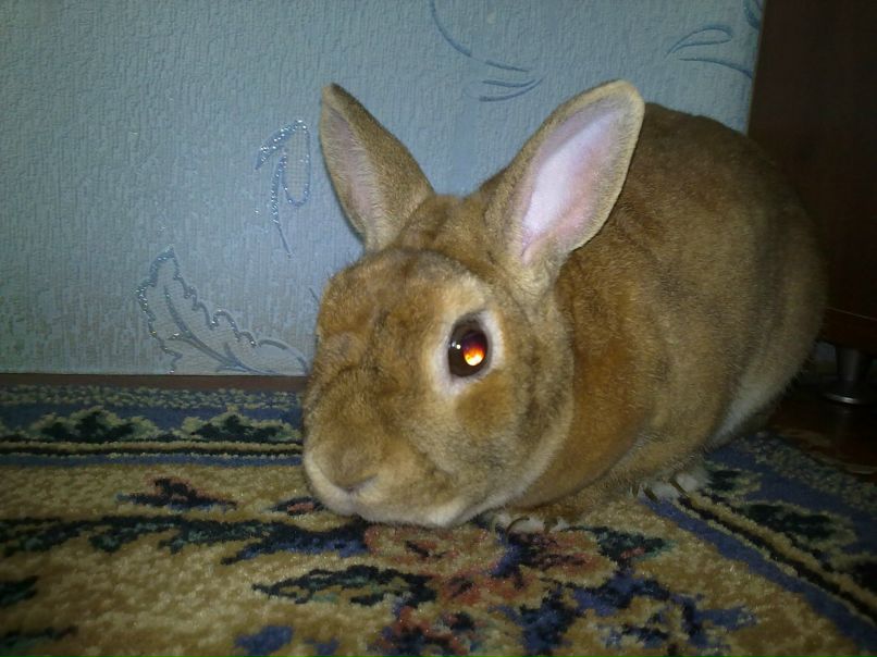 Павлуха Животнев | Дудино