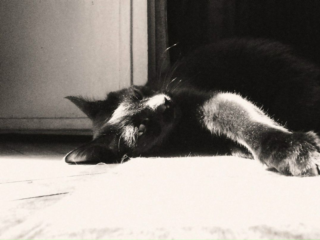 Дарья Волынец | 