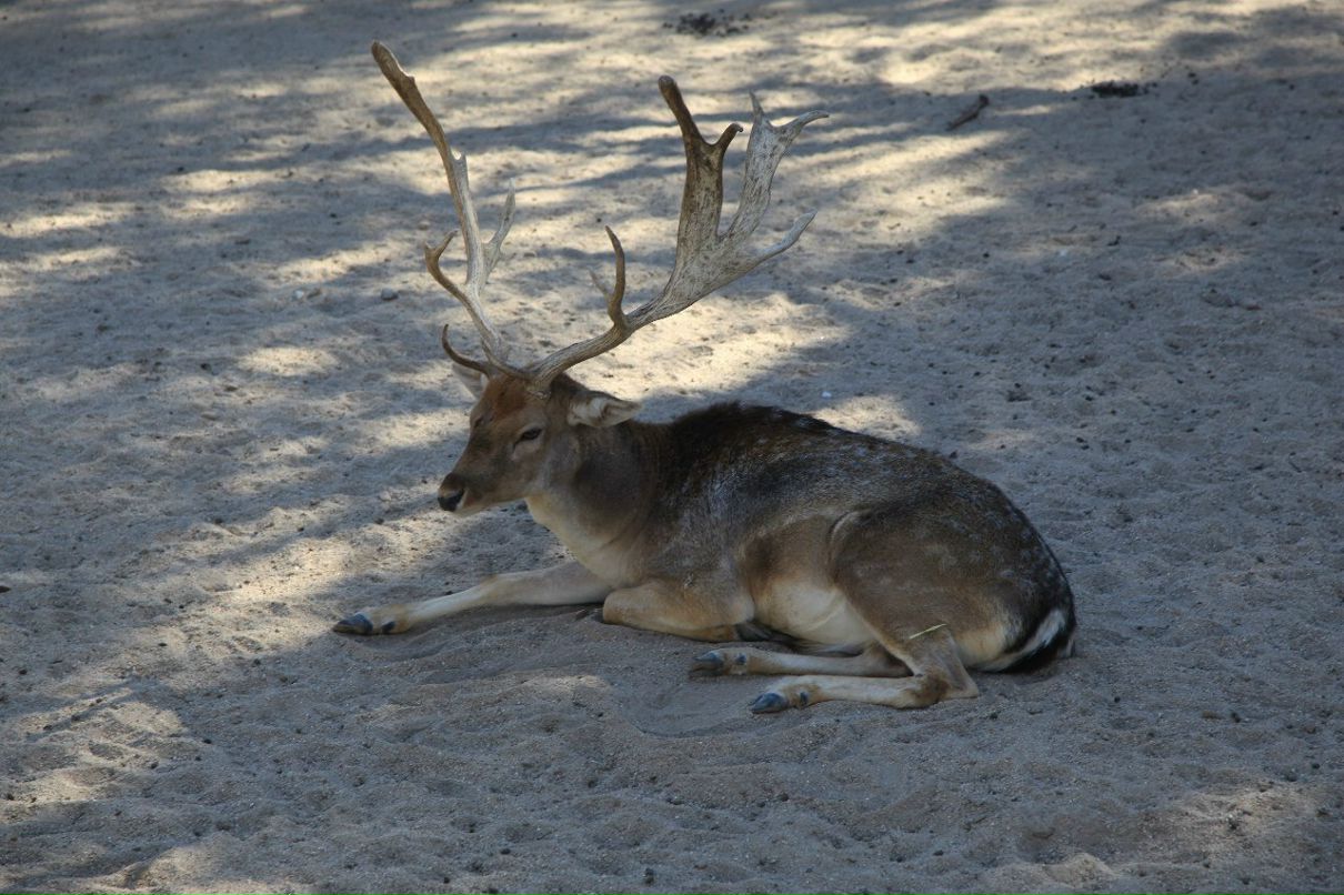 Кира Кучумова | Vigo