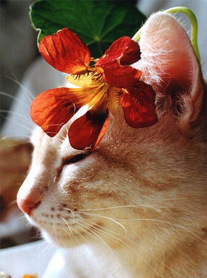 Виолетта Полозова Невеста | Набережные Челны