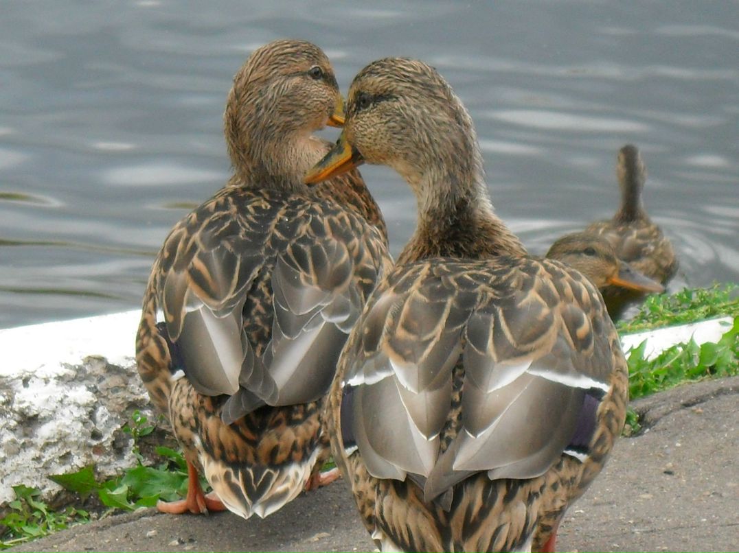 Ирина Барановская | Выборг