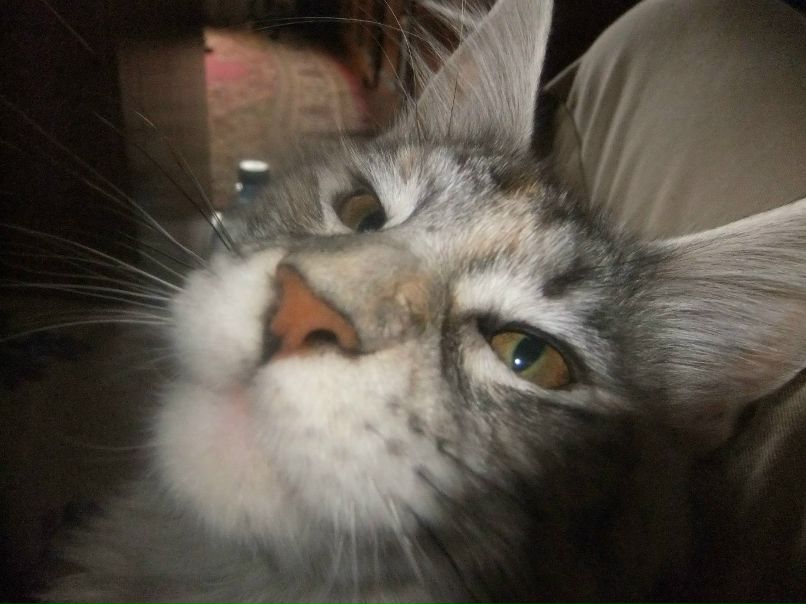 Елена Колесова | Калининград