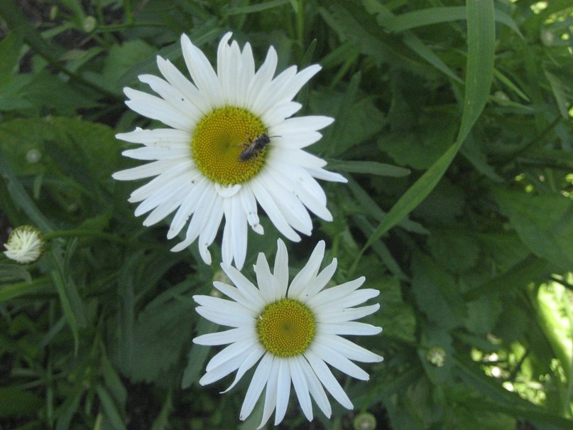 Светлана Дорохова | Назарово