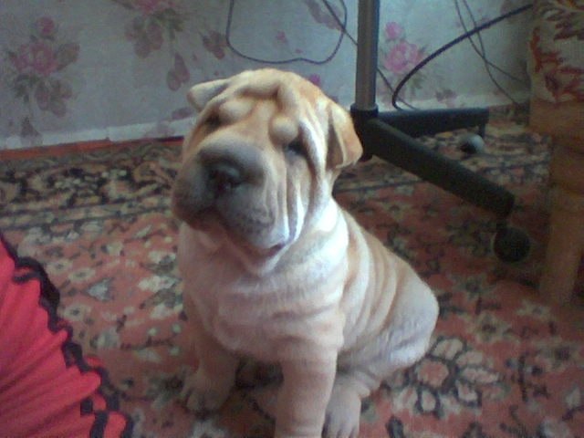 Ольга Захарова | Симферополь