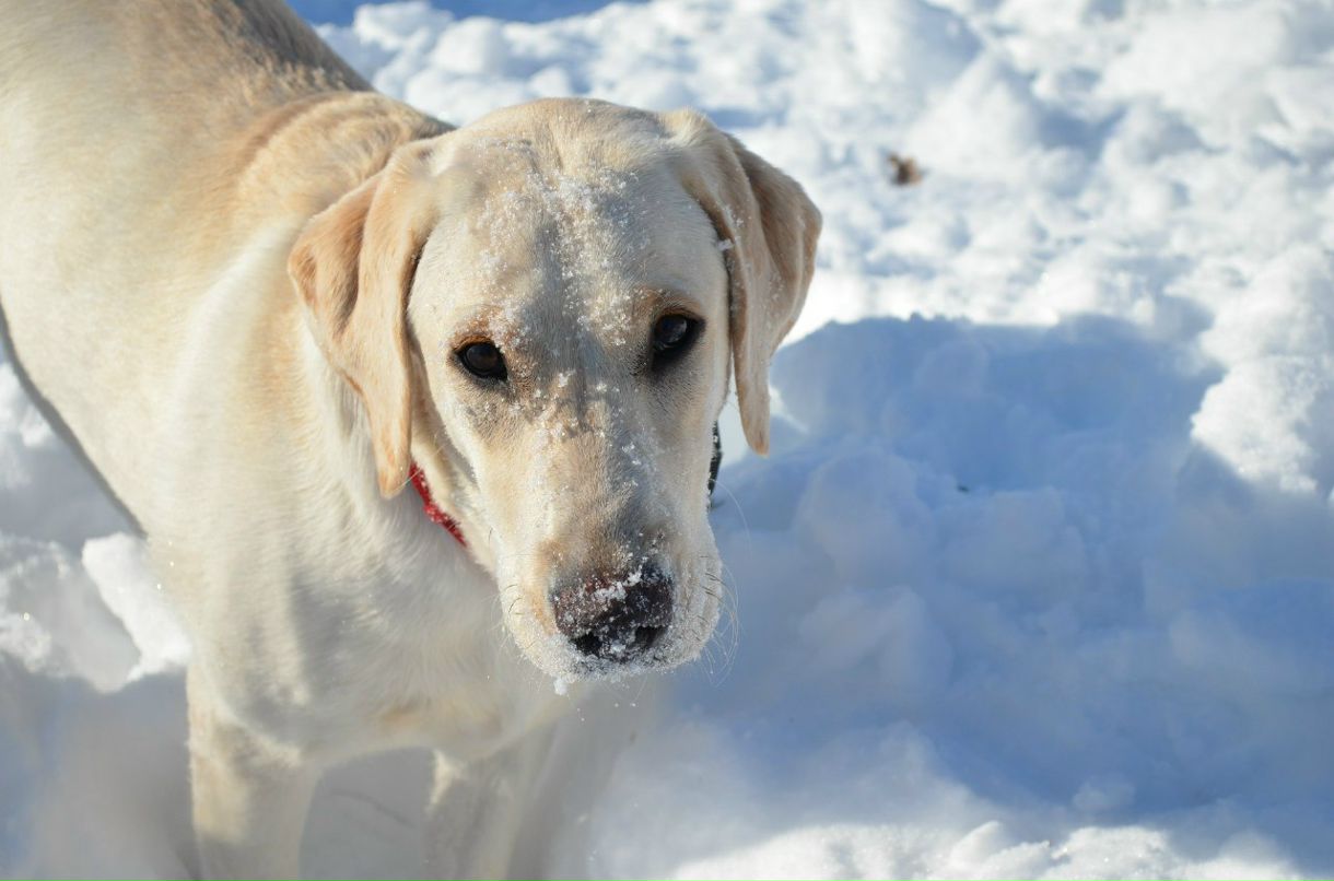 Marina-Марго Kameneva | Санкт-Петербург