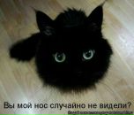 №3 Ирина Шорина : профиль, фото, статус - ВКонтакте