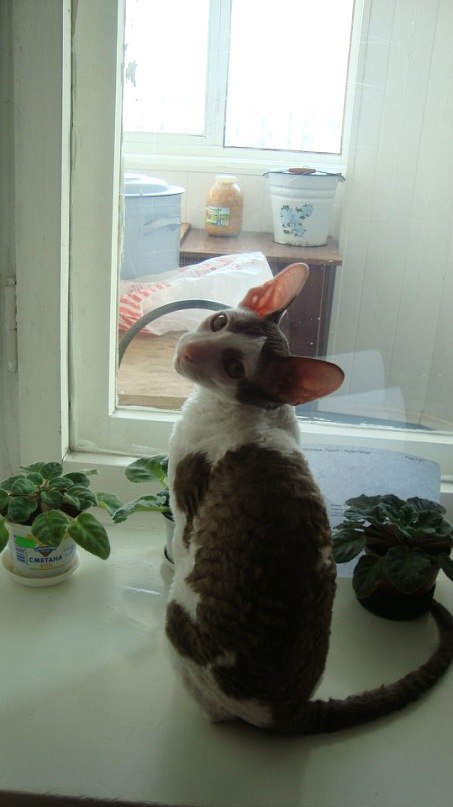 Ирина Гамбарова | Стерлитамак