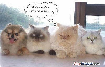 Бомонд Piskins | Житомир