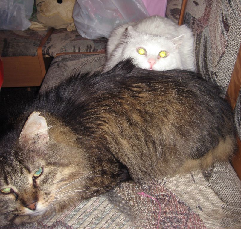 Виктор Фелисов Tremere | Минск