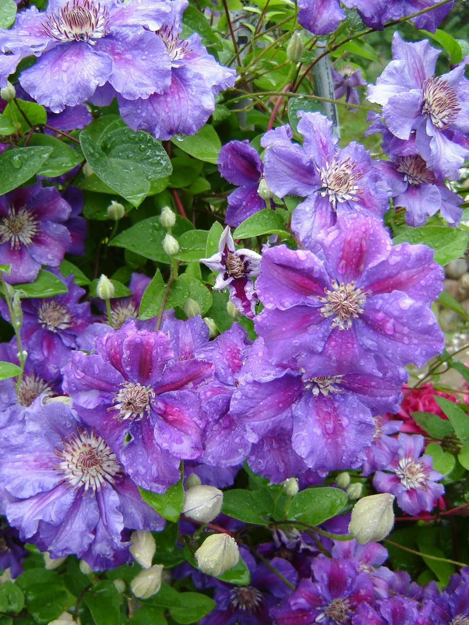 Светлана Давыдова | Санкт-Петербург