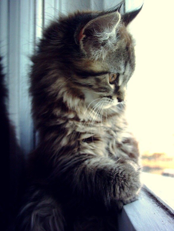 Люша Тиль | Львов