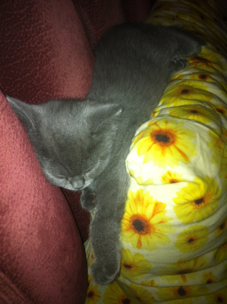 Мария Никитина | Москва