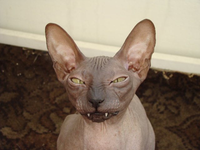 Эдуард Распопов Rased | Тольятти