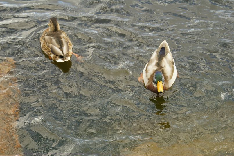 Кристина Тришкина | Калининград