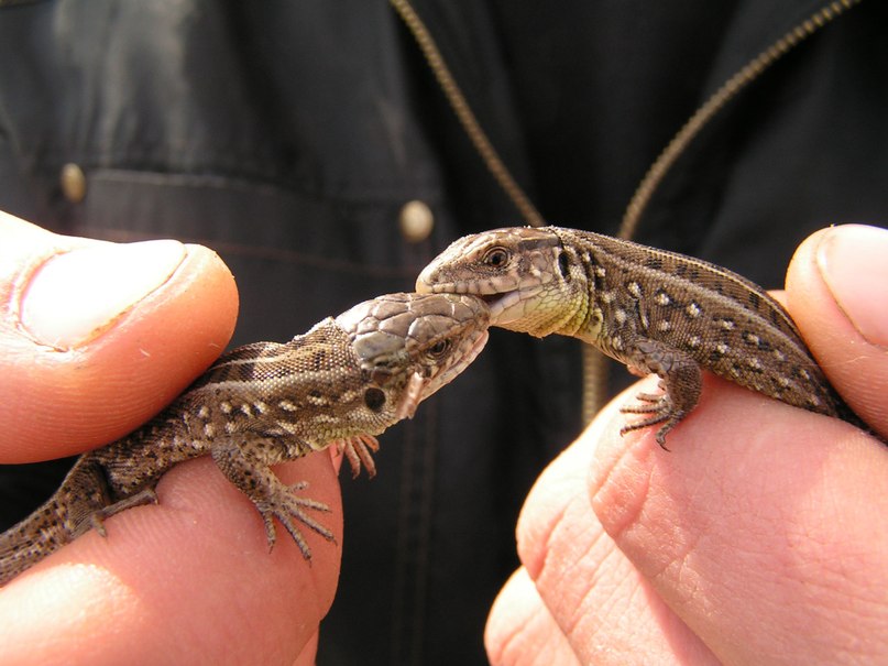 Сергей Кошурин | Вологда