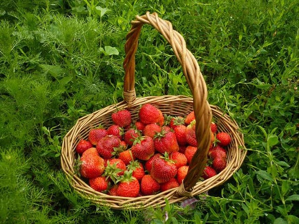 №17, Светлана Щербинина №17, Светлана Щербинина