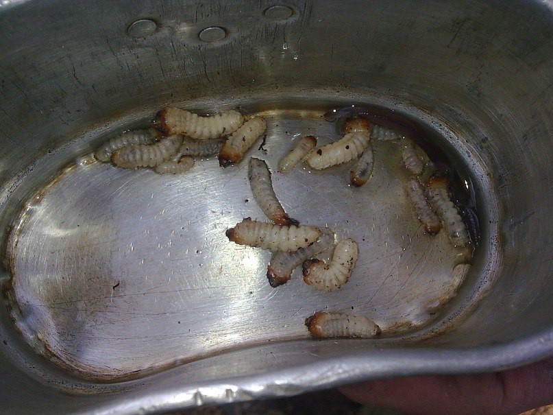 Виктор Веранков | Могилёв