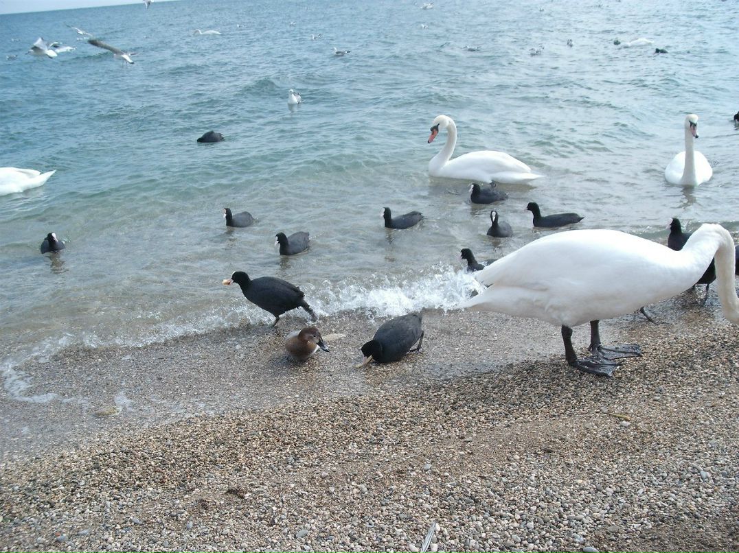 Юлия Нечай | Харьков