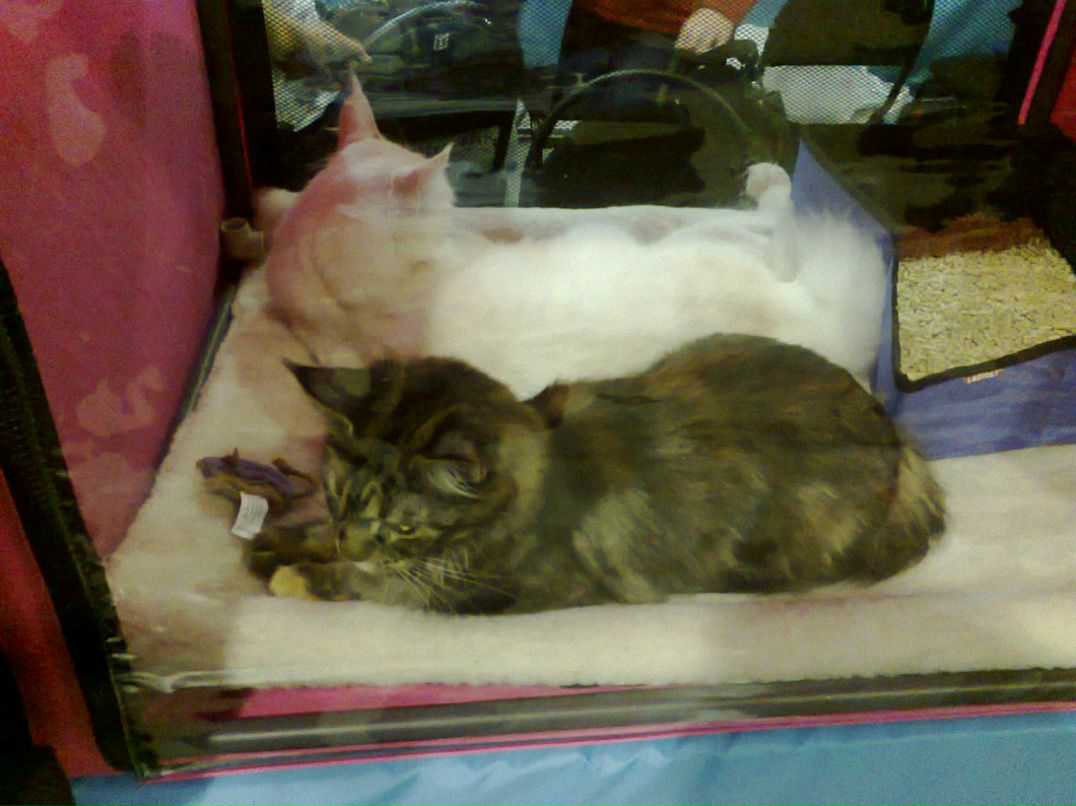 Евгения Крутова Kim | Москва