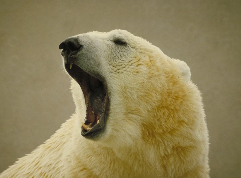 Иван Корлюк | Тюмень