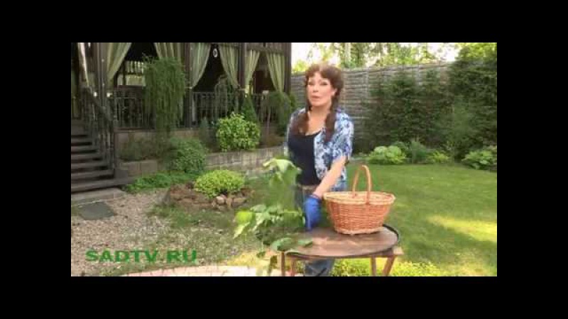 264  Чай из веток и листьев смородины.