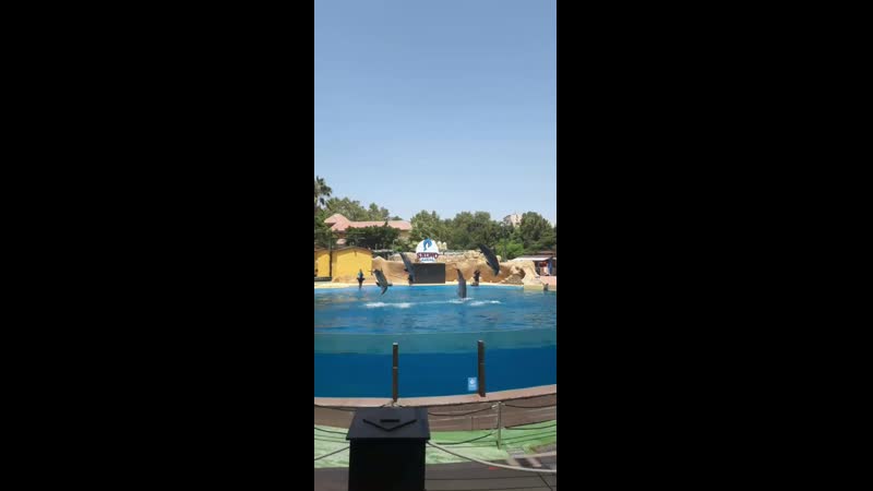 VID_32591115_131612_557.mp4