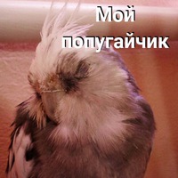 Мой Попугайчик.
