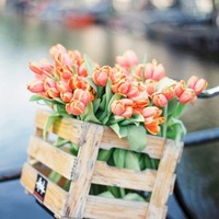 Елена Палехова